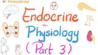 Endocrine Physiology Part 3 of 3  Endocrinology series [upl. by Georgianne]