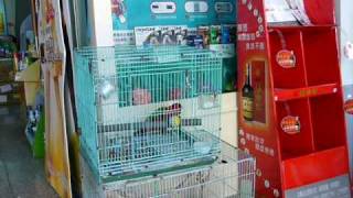 Chattering Lory play ball我的喋喋吸蜜鸚鵡 [upl. by Nwahsirhc113]