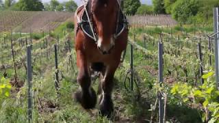 Arado viña de Champagne con Caballo 2 [upl. by Nelav]