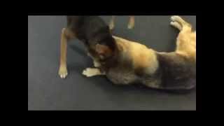 dog biting dog in slow motion [upl. by Laamaj]