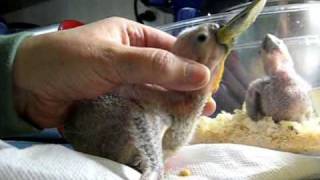 122709 Timneh African Grey babies about 3 weeks old [upl. by Recnal21]