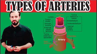 11 Types of Arteries  Elastic arteries  Muscular arteries Arterioles meta arterioles [upl. by Mharg]