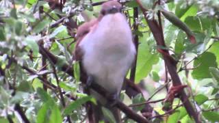 Blackbilled Cuckoo Cooing [upl. by Deerdre704]