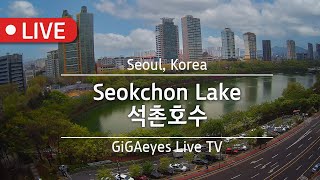 서울실시간 석촌호수라이브 Live Cam I Seoul quotSeokchon Lakequot SeoulKorea I 서울관광지 서울호수 잠실롯데몰 송리단길 잠실소피텔 [upl. by Papotto357]