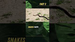 The Incredible Diversity of Snakes facts snake history wildlife python ytshorts trending [upl. by Akeem]