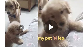 leo 🐕 ko kuch khana he  🦜 minthu ki awaj  leo ko sofe par chadna he  leo 🐶  hailey 🐕 and mithu 🦜 [upl. by Melquist]