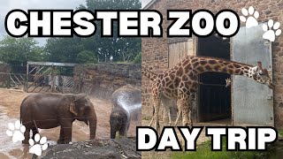 Chester Zoo Day Trip Vlog  The UKs Most Popular Zoo [upl. by Oiretule]