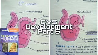 CVS Development part 5  Partioning of AV Canal and Atria [upl. by Ybor]