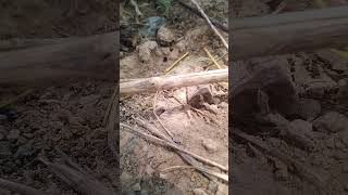 Ants on the Move Busy Colony in Actionquotshorts videoviral [upl. by Ennaharas15]