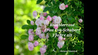 12 Ramblerrose Frau Eva Schubert 3 Jahre alt [upl. by Ahsaela]