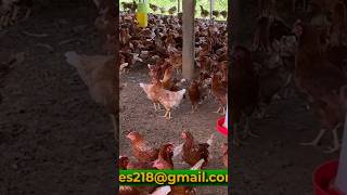 Things to take note of before introducing day old chicken onto a farm as a beginner poultryfarming [upl. by Neirrad]