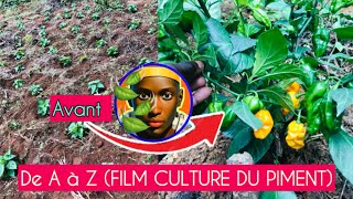 Comment RÉUSSIR la CULTURE de PIMENTS de A à Z [upl. by Mariellen]