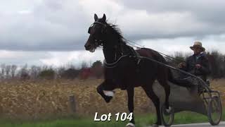 Ebersol Auctions Standardbred Sale 2020 [upl. by Inami]