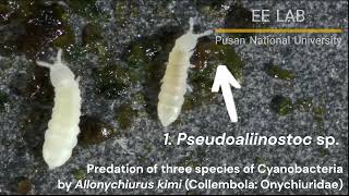 Predation of three species of Cyanobacteria by Allonychiurus kimi Collembola Onychiuridae 남세균 포식 [upl. by Dagall595]