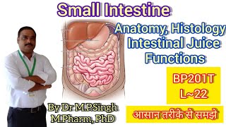 Small Intestine  Anatomy Histology amp Functions  Human Anatomy PhysiologyII  BP201T  L22 [upl. by Jolynn]