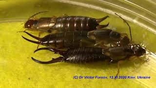 Is Common Earwig or European Earwig Forficula auricularia Dermaptera Dangerous and Could Sting [upl. by Teerprug118]