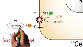 Resting Membrane Potential [upl. by Randi551]