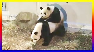 Two Panda Courting Then Mating At The Zoo [upl. by Eusassilem965]