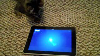 Rocky playing with Friskies Cat Fishing iPad app [upl. by Rainger314]