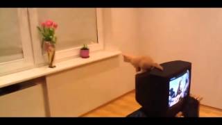 cat salto fallisce gatto in televisione non riesce a saltare e cade [upl. by Otnas660]