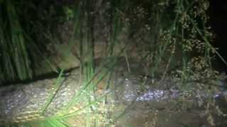 KING COBRA EATS BIG RETICULATED PYTHON [upl. by Arnulfo889]