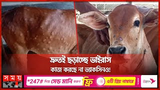 ভাইরাসে মরছে একের পর এক গরু দিশেহারা খামারিরা  Cow Lumpy Skin Disease  Jamalpur  Somoy TV [upl. by Edobalo]