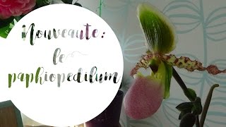 Bienvenue au paphiopedilum  présentation et conseils de culture [upl. by Enelrahc]