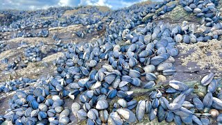 Coastal Foraging  Mussels Clams Crab and Lobster  Clean and Delicious Cookup Autumn 2022 [upl. by Ladnik]