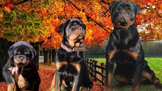 Watch Our Rottweiler Puppy Grow  Day 1 To 16 Months Old [upl. by Clive568]