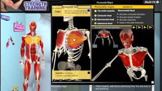 Pectoralis Major Muscle Motion Anatomy amp Kinesiology [upl. by Tegdirb]