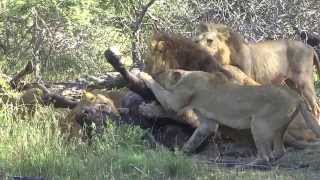 Pride of Lions takedown a Cape Buffalo [upl. by Ancilin]