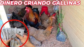 Esta es la manera correcta de ganar dinero con gallinas [upl. by Aimerej]