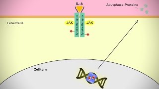 Molekulare Signalwege in der Entzündung [upl. by Idnyc]