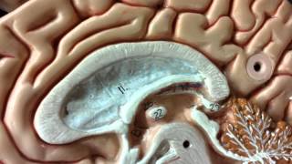 Pituitary and Pineal Glands on brain model [upl. by Darrelle]