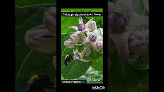 Carpenter bee🐝 on Giant milkweedCalotropis gigantea flower bees nature [upl. by Urania]