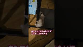 だいﾁｬﾝの日常 ハムスターはむすたーゴールデンハムスターブラックバンデッドパンダ小動物癒やしかわいいハムペットセーブルハムスターロングヘアハムスターだいちゃんひめちゃん [upl. by Reste235]