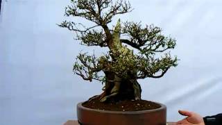 Escallonia Bonsai [upl. by Adnolat669]