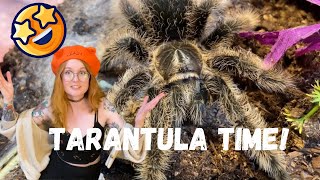 Feeding and Watering my Tarantulas Exotics Lair style [upl. by Norword]