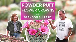 Mammillaria Cactus Flower Crowns  with Brandon Bullard of Desert Theater Cacti amp Succulents [upl. by Alegnat]