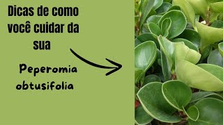 Peperomia obtusifoliaa planta de interior perfeita para iniciantes [upl. by Blisse]