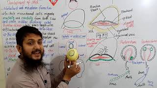 Notochord and mesoderm formation part 01  Fsc bio urduhindi MDCAT lecture Ch19  Lecture11 [upl. by Xanthe]