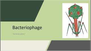 Bacteriophage Bacteria eaters revised version [upl. by Aidnac]