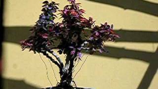 Hirth Bonsai  Berberis Bonsai Video [upl. by Perzan]