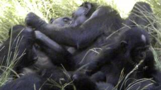 Bonobos enjoying time together [upl. by Lydie]