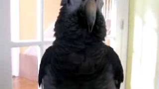 Rudy the African Grey Parrot [upl. by Ttenaej]