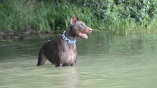 Doberman barking [upl. by Sjoberg]