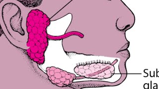 Salivary Gland surgery lecture 11 last part Freys Syndrome  Sjogren disease  freysyndrome [upl. by Aisset]