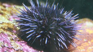 Facts The Purple Sea Urchin [upl. by Hinson]