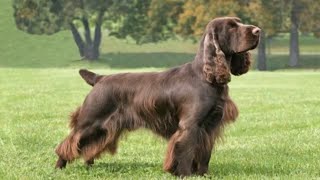 Field Spaniel  medium size dog breed [upl. by Gerard]