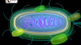 Monera  Bacteria  Kingdom of Life  Biology  Elearnin [upl. by Buck]